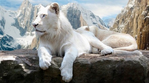 white_lion-Cute_animals_wallpaper_medium.jpg