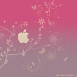 iflowers-1280x800