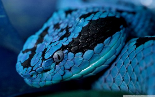 blue_snake-wallpaper-1920x1200.jpg