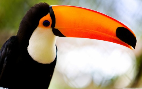 caribbean_toucan-wallpaper-2880x1800.jpg
