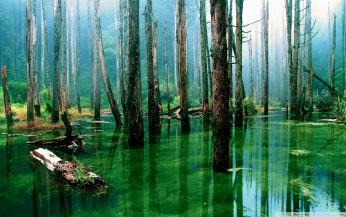 flooded_forest-wallpaper-1920x1200.jpg