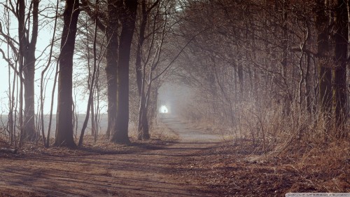 forest_alley-wallpaper-1920x1080.jpg