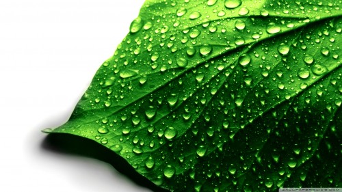 leaf_12-wallpaper-1920x1080.jpg