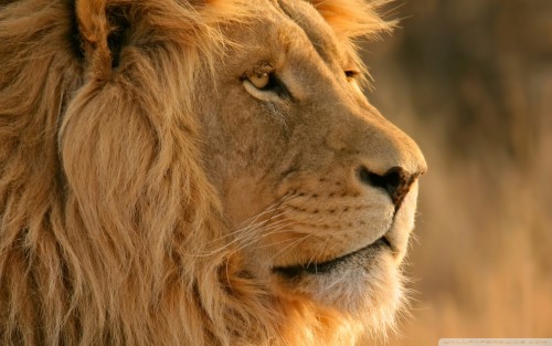 lion_os-wallpaper-1920x1200.jpg