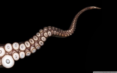 octopus_2-wallpaper-1920x1200.jpg