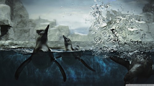 penguins_in_captivity-wallpaper-1920x1080.jpg