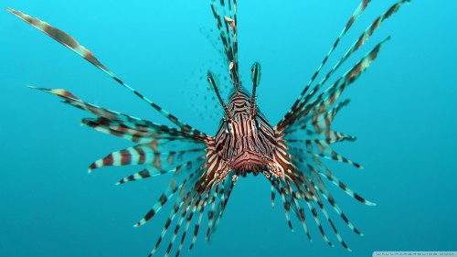 red_lionfish-wallpaper-1920x1080.jpg