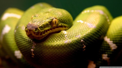 snake-wallpaper-1920x1080.jpg