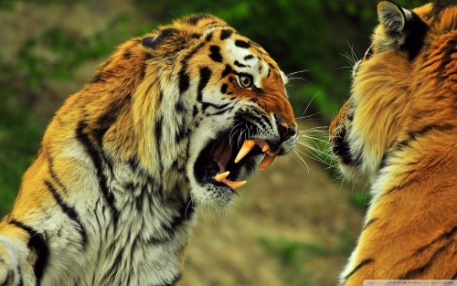 tigers_roaring-wallpaper-1920x1200.jpg
