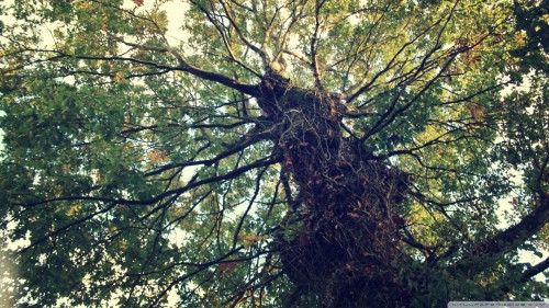 tree_16-wallpaper-1920x1080.jpg