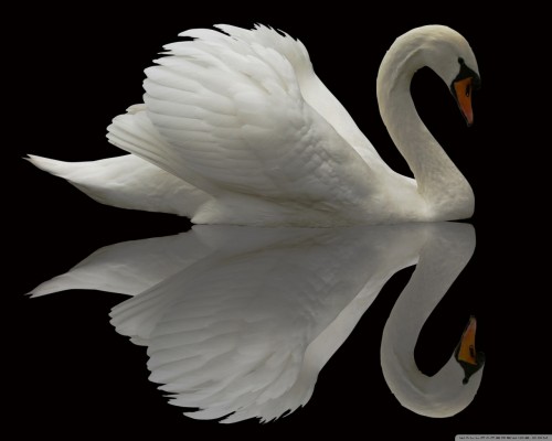 White swan reflection wallpaper 1280x1024