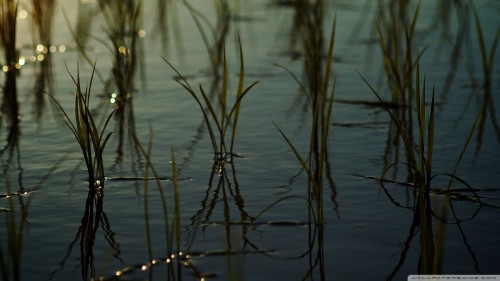 Young rice in a rice paddy wallpaper 1920x1080