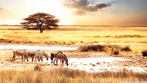 zebras_savanna-wallpaper-1920x1080.jpg