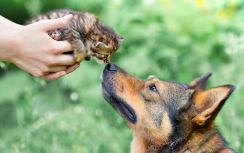 This german shepherd photo u1