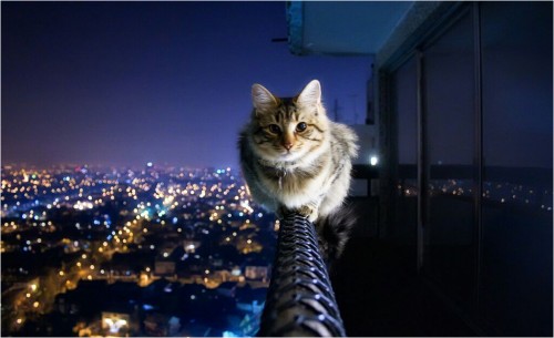 BatCat.jpg