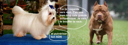 humour chiens