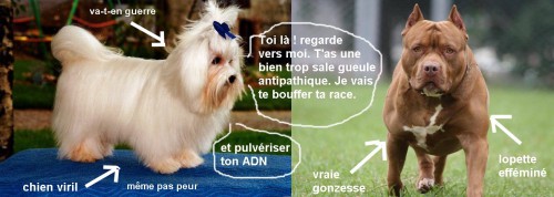 humour-chiens9b060c0026b88060.jpg