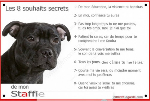 souhaits staffie