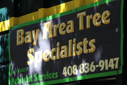Tree-Care-San-Jose.jpg