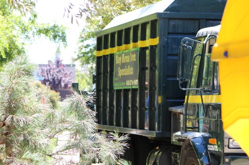 Tree-Service-San-Jose.jpg