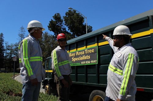 Tree-Trimming-Palo-Alto.jpg