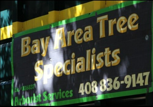 Arborist-Palo-Alto.jpg