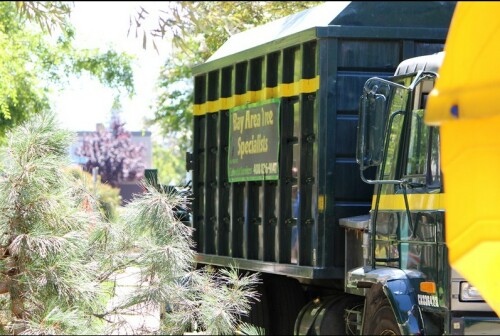 Tree-Care-San-Jose.jpg