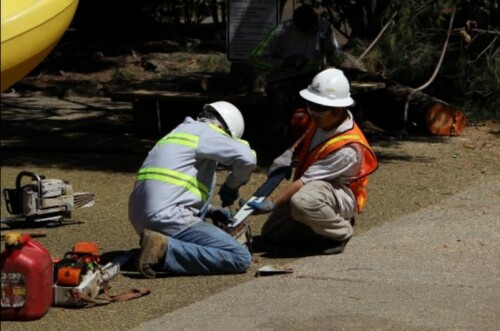 Tree-Pruning-San-Jose.jpg