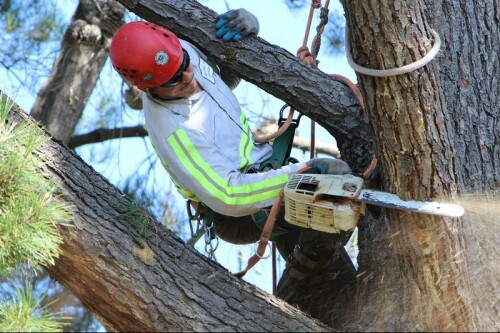Tree-Service-San-Jose.jpg