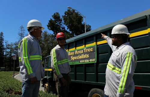 Tree-Trimming-San-Jose.jpg