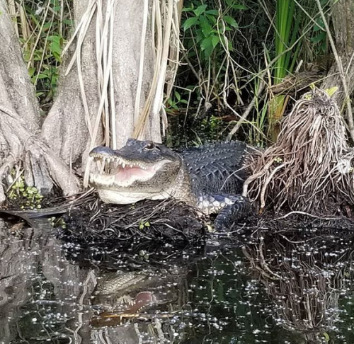 Everglades Airboat Expeditions
17696 SW 8th Street
Miami, FL 33194
(305) 382-0334