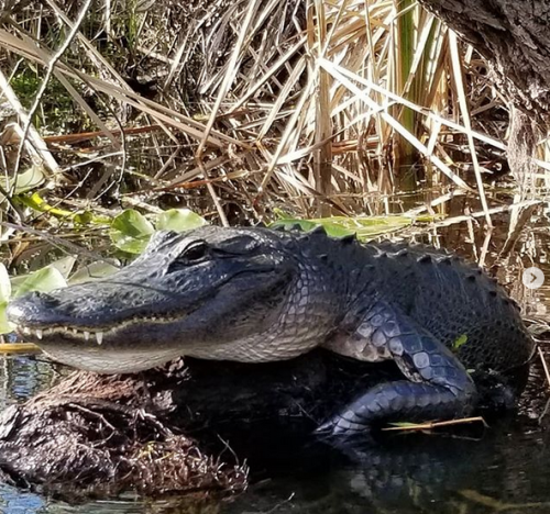 Everglades Airboat Expeditions
17696 SW 8th Street
Miami, FL 33194
(305) 382-0334