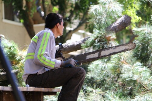 Tree-Removal-San-Jose.jpg