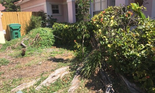 Stump-Removal-Kendall.jpg