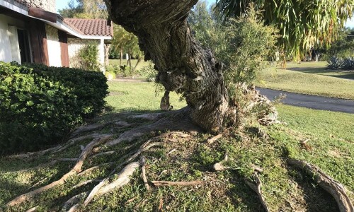 Stump-Removal-Kendall-FL.jpg