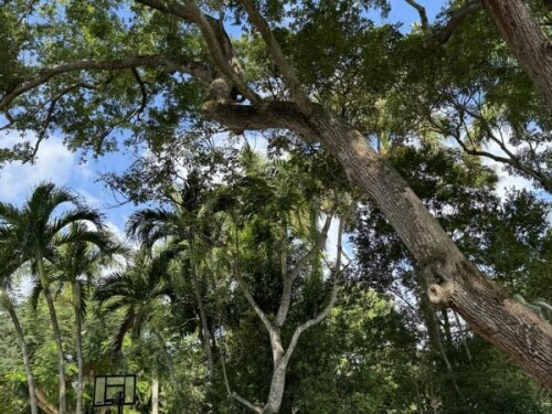 Tree-Service-Kendall-FL.jpg