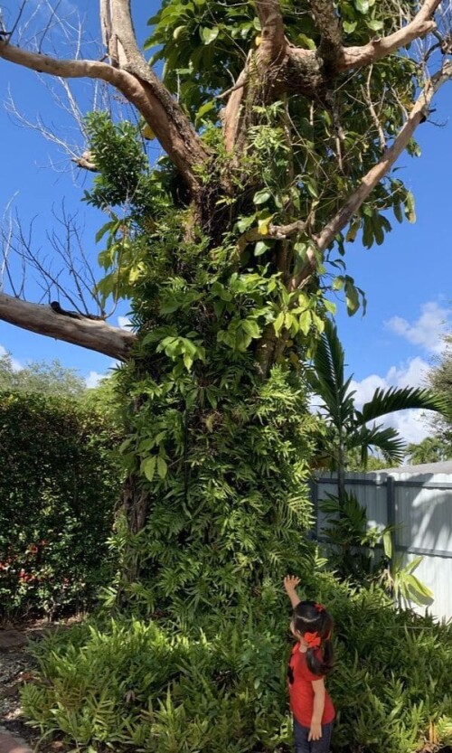 Tree-Trimming-Miami.jpg